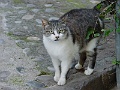 Cagnes-sur-Mer Katze 1
